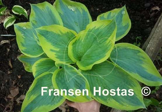 Hosta Flemish Tradition